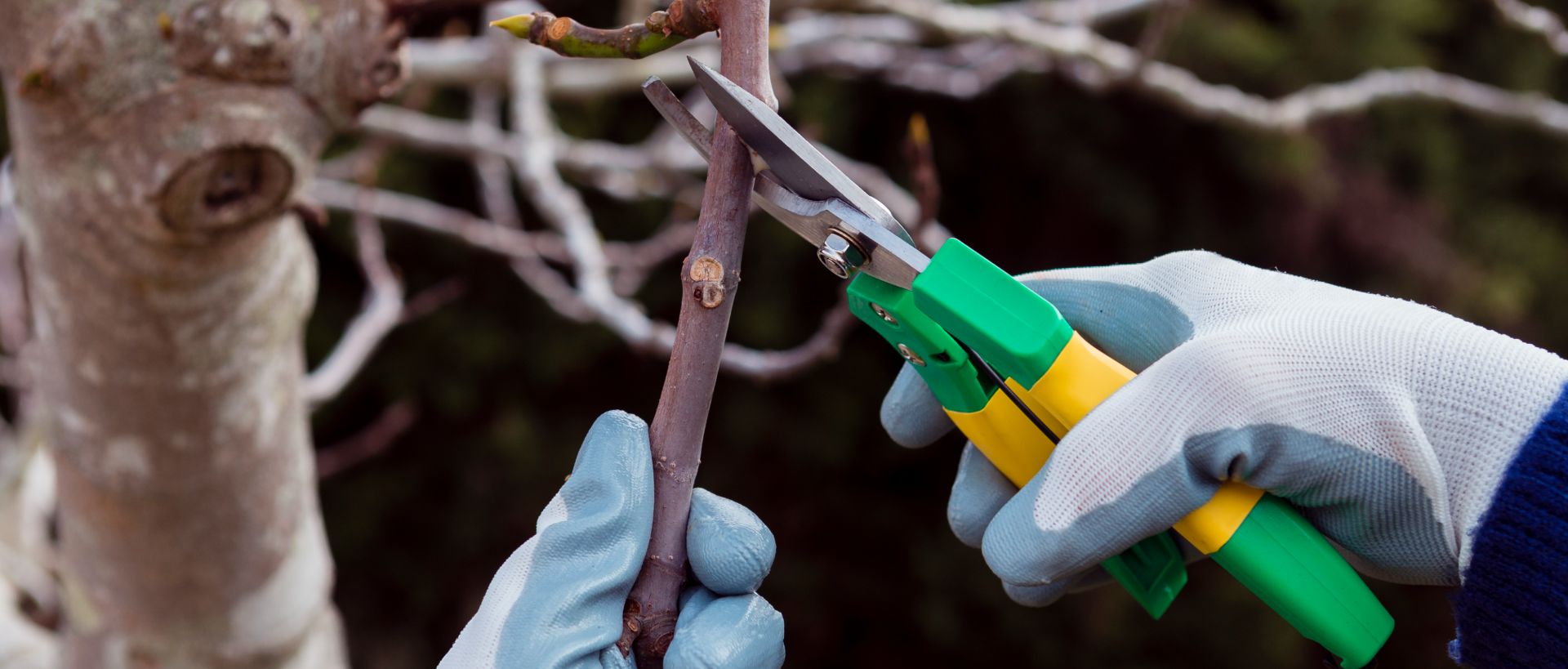 Certified arborist performing precision pruning cuts on a mature tree following ANSI A300 standards